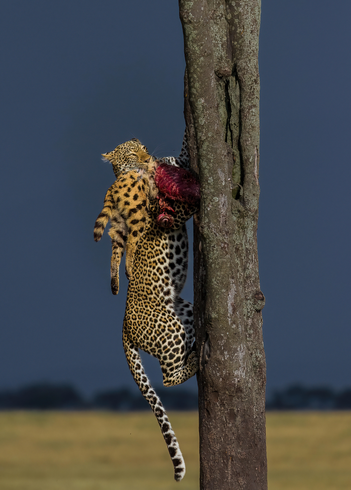 Mikumi product ideas